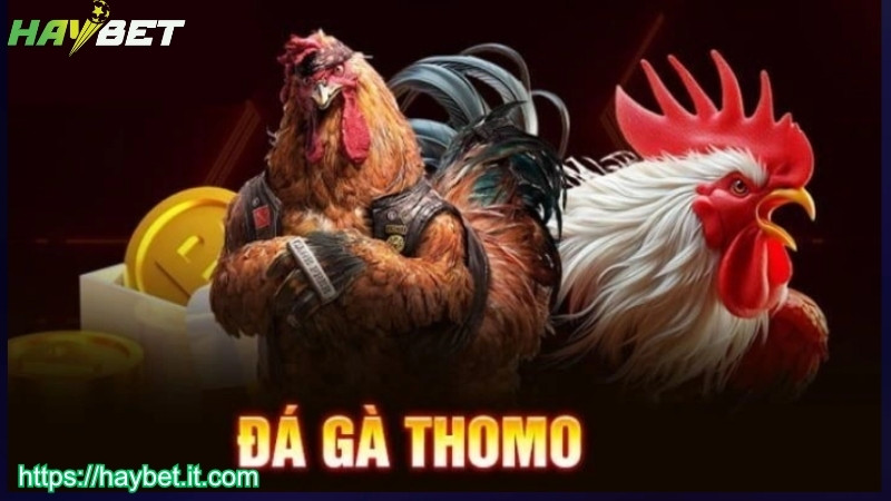 Trải nghiệm cược đá gà thomo siêu hot tại HAYBET